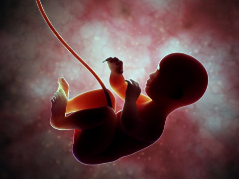 fetus-baby-womb-uterus